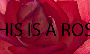 Close up of a red rose with text across "THIS IS A ROSE."